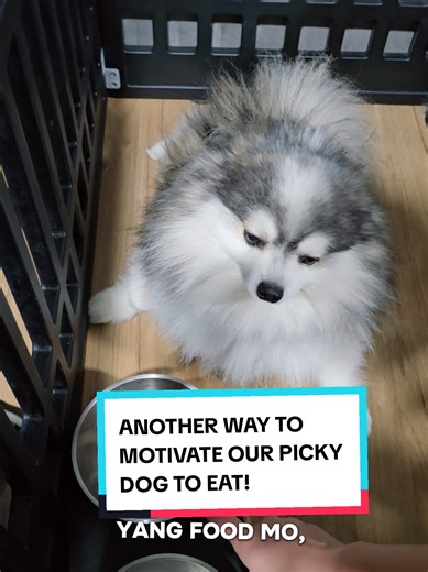 Motivating Our Picky Pomsky to Eat