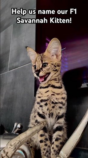 F1 Savannah Cat