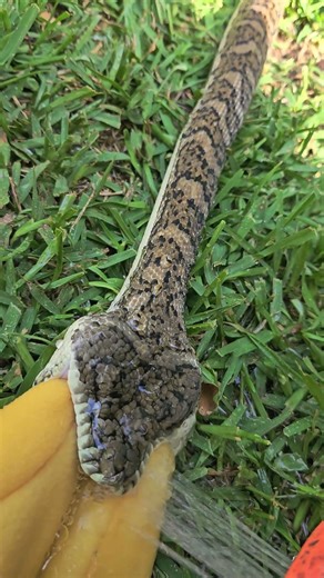 THAT IS A DOG TOY NOT FOOD!! 🤦🏽‍♀️ 😂