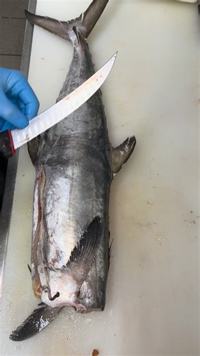 𝑭𝒊𝒔𝒉: grey mackerel. Scombridae semifasciatus 𝑲𝒏𝒊𝒇𝒆: 20cm victorinox curved and fluted slaughter knife in ‘dualgrip’ handle * 𝗔𝗩𝗔𝗜𝗟𝗔𝗕𝗟𝗘 𝗙𝗥𝗢𝗠 𝗧𝗛𝗘 𝗟𝗜𝗡𝗞 𝗜𝗡 𝗠𝗬 𝗕𝗜𝗢* #fish #fillets #snapper #mackerel #grey #fishtok #handline #linecaught #ikijime #brainspike #iceslurry #seafood #ocean #caught #tuna #inshore #fishmonger #victorinox #boning #sealife #graftonfishbutcher #realfishmongersofinsta #clarencevalley #coffsharbour #coffscoast #clean #pristine #fyp #foryou #ree