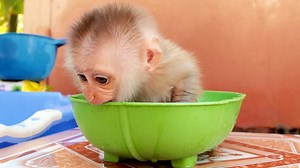 6.5K views · 307 reactions | Tiny Baby Sit In Warm Bowl| Bathing A Newborn Baby Hailey Oh my world baby is so cute  that's why mom put baby are so strong the manner wish they this is so unique makes them smarter  #babyhailey #babytakecare | Monkey Jason | Facebook