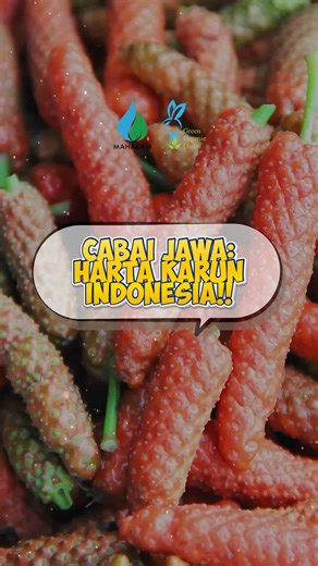 Cabe aslinya orang Indonesia nih!!🌶️😎
