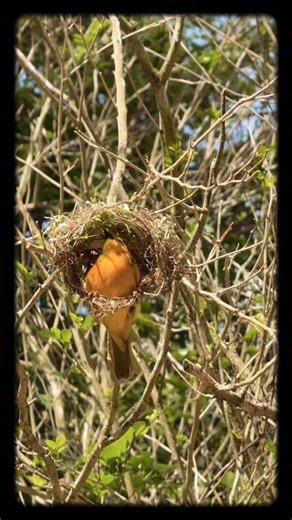 This bird's construction skills are next level #wildlife #shorts