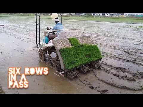 Types of Rice Planting Machines (Paddy / Rice Transplanter) #essenceworld