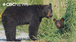 Number of black bears killed by BC conservation officers in 2025 hits a 15-year low