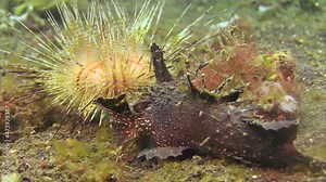 spiny devilfish ambushing prey on sandy bottom while radiant sea urchin in background is moving forward slowly, medium to close-up shot