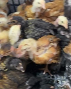 مرحبا بكم في مقر الشركة متوفر فلوس géant في المرناقية للحجز فقط على 21696080967 | تربية الدواجن والفلوس و بيع فقاسات pto