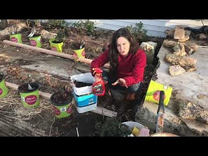 Meet Petite Knock Out Roses - How to Plant & Care For // from Campbell's Freedom Farm