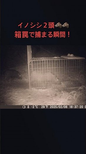イノシシ2頭を箱罠で捕える