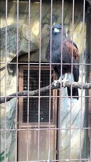 【上野動物園】モモアカノスリ Harris's Hawk（2025.12.10）#shorts ＃上野動物園＃モモアカノスリ＃鳥