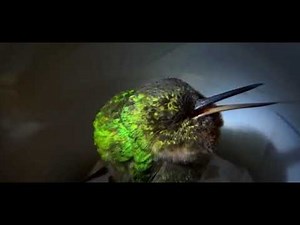 This is what a snoring hummingbird sounds like: