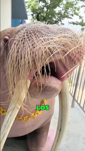 La Morsa: El Gigante Marino Que Sorprende A Todos #sabscribe #datoscuriosos