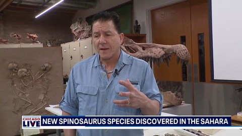 University of Chicago scientists discover new Spinosaurus species in Sahara | ChicagoLIVE