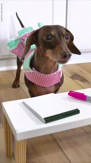 I’m hungry and tired #moonpiestarbox #starboxdachshunds #dachshunds #doxie #wienerdog #fun #puppy. Ac @karis_mcf