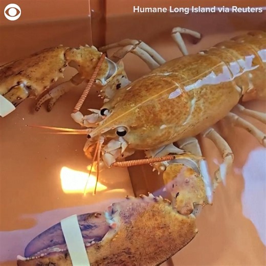 RARE LOBSTER: Clementine the orange lobster was rescued from a supermarket and released back into the sea on Long Island, New York, recently. The rare creature was spotted at a Stop & Shop by a local animal shelter and contacted Humane Long Island to obtain it. Humane Long Island's president said one in 30 million lobsters are naturally born orange. | CBS Newspath