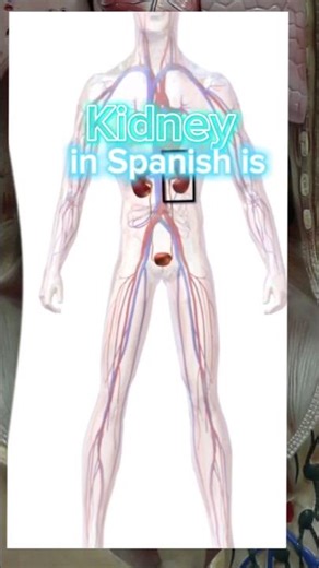 Master Your Vocabulary: KIDNEY IN SPANISH | Excel in Medical Consecutive Interpretation