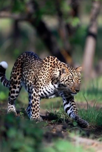 The rarest big cat on earth.......... Amur leopard #discovery #earth #bigcatswildlife #wildlife