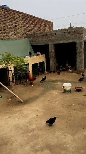 Red pomegranate tree in my minizoo #pomegranate #tree #viralreel #pets #poultry #trend | Ch Shani Vlogs