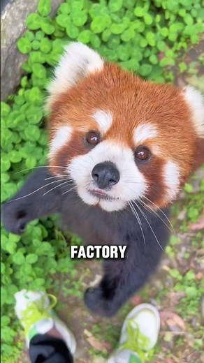 This Baby Red Panda Is Too Cute to Be Real 😭🦊 #redpanda #babyredpanda #cuteredpanda