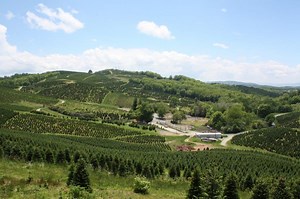 Wholesale Christmas Trees