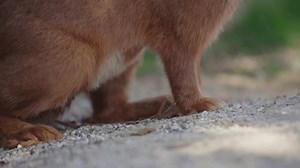 Rabbit Legs Close-up 4k Slow Motion Stock Footage Video (100% Royalty-free) 3554542901 | Shutterstock