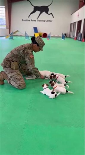 Canine Cadets: Woman Soldier Trains Jack Russell Terrier Puppies🐶👮‍♀️