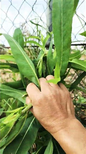 Precious medicinal plants found by the roadside: Saviors of internal organs.