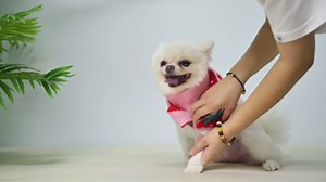 Dog Sweaters for Small Dogs - Cute Girl Dog Clothes Knitwear Warm Puppy Winter Sweater, Pink Strawberry