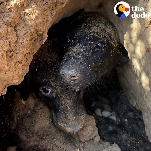 Mama dog was so angry people caught her and her babies — and immediately relaxed when they started cuddling with her ❤️ | The Dodo