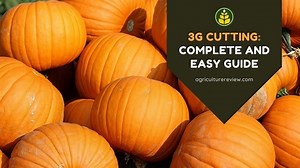 3G CUTTING Meaning : The Complete and easy guide!
