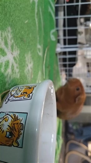 quinea pigs eating/ marsut syö napuja #marsu #quineapigs #animal #eating
