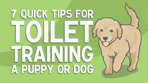 Toilet training a puppy or older dog can be time consuming and frustrating. Watch this video to learn how to make the process as fast and stress free as possible; for you and your dog! Subscribe to That Dog Geek for more videos on dog training and behaviour. https://www.youtube.com/c/ThatDogGeekTraining Like us on Facebook: https://www.facebook.com/ThatDogGeek MUSIC: Life of Riley Kevin MacLeod (incompetech.com) Licensed under Creative Commons: By Attribution 3.0 License http://creativecommons.o