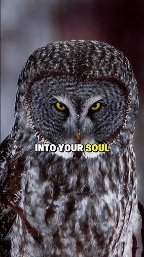 How Do Owls Hunt In Total Darkness?