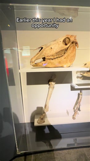 Check out the amazing dinosaur exhibits! #science #learning #fossil #dinosaur #education