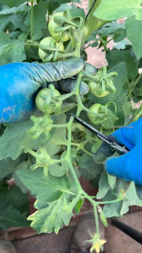 607K views · 8.8K reactions | Do this to make tomatoes bigger #tomato #farming #fblifestyle | JUMOH Han | Facebook
