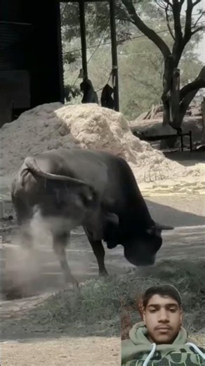 Jersey Bull Attack Again🐂😳Purani Chot Se Phir Khoon#shorts #greenscreenvideo ‪@FarmerChoice‬