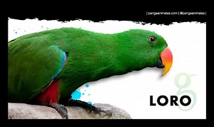 Loro: Características, tipos, alimentación y cuidados | Pangea