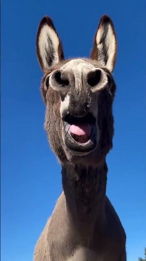 Funny Donkey 😂 | This Will Make You Laugh #trending #comedydance