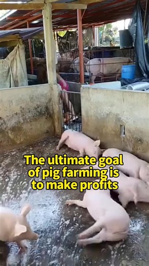 The ultimate goal of pig farming is to make profits#Pigs #menuandalan #pigsfarm #Animal #livehighlights