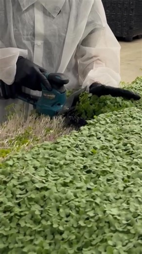 Rethink what greens can do for you. Daily Elements is made of 100%...