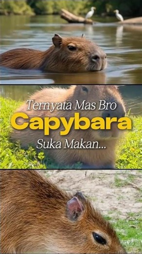 Rahasia Menjijikkan Capybara #faktaunik #ytshorts #facts