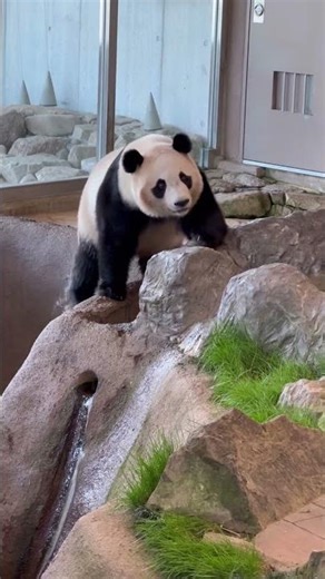 【楓🍁ヤグラ揺らしますよ】 #panda #パンダ #fuhin #楓浜 #癒し