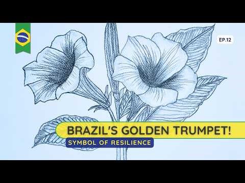 Botanical Drawing: Brazil's Golden Trumpet Flower Step-by-Step Tutorial