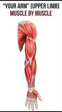 YOUR ARM, MUSCLE BY MUSCLE 💪 (Upper Limb Anatomy)