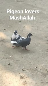 10K views · 596 reactions | MashAllah breeder pair | Pigeon lovers | Facebook