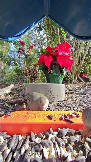 🕊️ Peaceful Christmas Doves at Bird Feeder