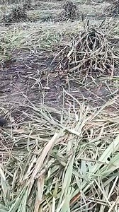 Hay la culebra | VIDEOS DE LA CUENCA