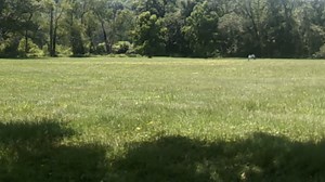 Watch Trail Camera WiFi on Amazon Live