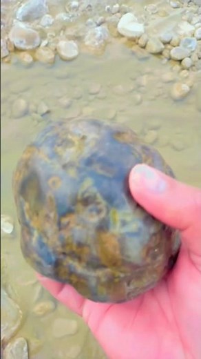 Discovering Fossils: How to Identify Them in Rocks #short #fossil 🦖