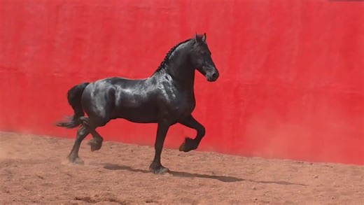 🔥🔥🔥PARA EXIGENTES 🔥🔥🔥 🇳🇱🐴 HASTE DE ESTE HERMOSO CABALLO FRISON IMPORTADO 3 AÑOS IMPORTADO CATEGORÍA ⭐️STER ⭐️NUM CHIP ⭐️8161 ⭐️CON UNA GRAN ALZADA 1.71 QUE PROMETE LLEGAR 1.73 DE ADULTO HIJO DEL SEMENTAL APROBADO 👑DEMBERT 519 👑CUENTA CON LOS MEJORES PAPELES 🎖FULL PAPER 🎖Y TODA SU DESENDENCIA PREFERENT TOP 🔥DE GRAN COMFORMACION Y MOVIMIENTOS 🎖 📲INF. 3312848093, 3316105249 OFICINA. 3919176159 | Frisones El Centenario